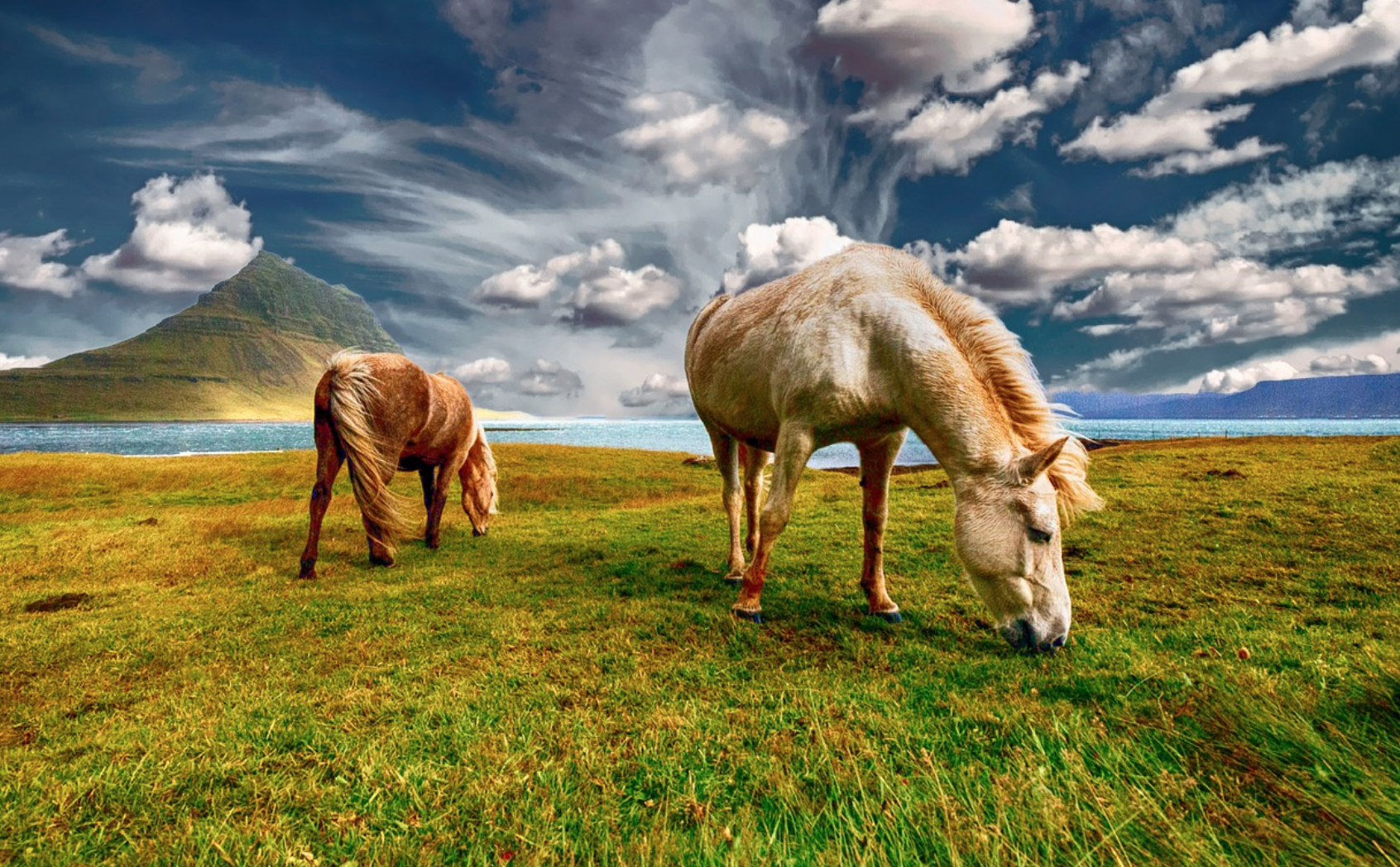 Wild horses under adoption program end up in slaughter houses, says investigation - Vimarsana News